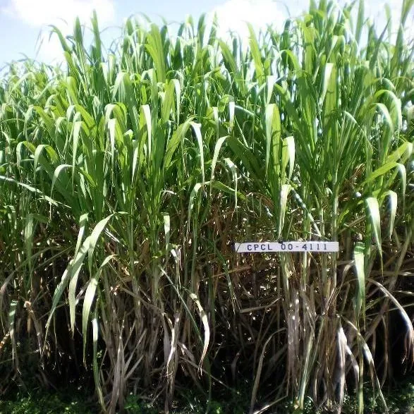 thumbnail for publication: Sugarcane Cultivars Descriptive Fact Sheet: 'CPCL 97-2730' and 'CPCL 00-4111'